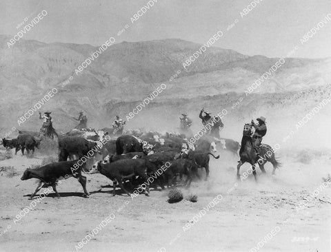 cattle stampede western film Westward Ho - 11032-005