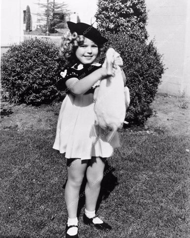 candid photo of Shirley Temple and a duck in distress 561-09