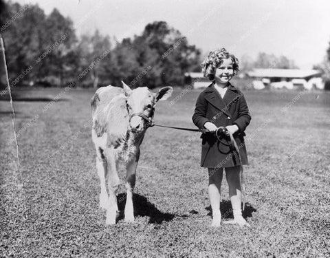 candid Shirley Temple and a baby cow calf 563-08