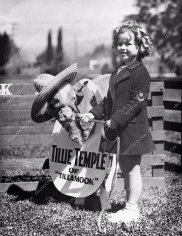 fantastic candid Shirley Temple & Tillie Temple the cow for Tillamook Farms 563-19