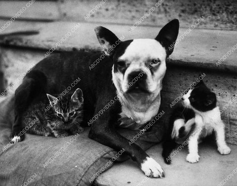 pit bull dog watching over the cats 10400-32