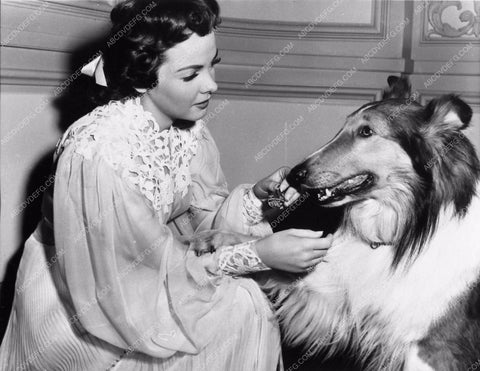 candid photo Ann Blyth and Lassie behind the scenes at MGM 1098-25
