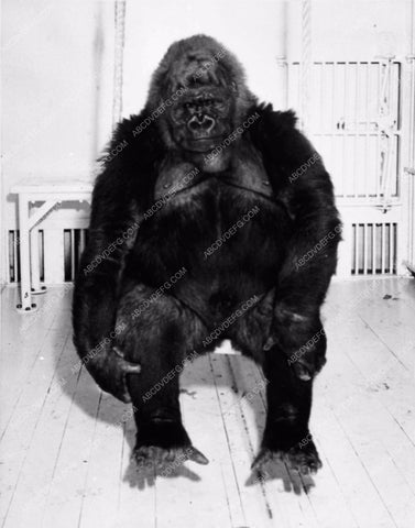 animals gorilla Toto AKA Gargantua circus ape 1328-16