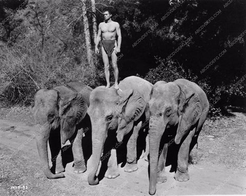 Johnny Weissmuller Tarzan scene on elephants cool photo 1390-03