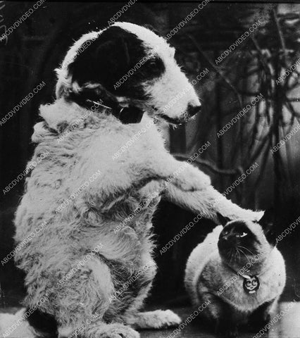 cool photo Dog pets siamese cat 1601-27