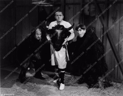 3 Stooges Moe Larry Curly cow milking contest comedy short subject 2192-29