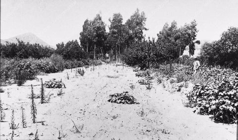 c 1892 historic Los Angeles Hollywood Wilcox n of Prospect Coleman Seward 2919-34