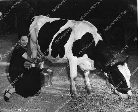 candid Gale Sondergaard at Universal milking a cow 3262-02