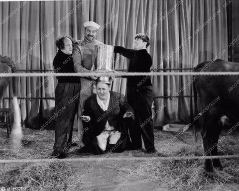 3 Stooges Moe Larry Curly cow milking contest comedy short 3388-17