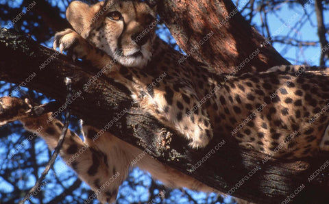 a leopard laying in a tree documentary film Wild Things 35m-13475