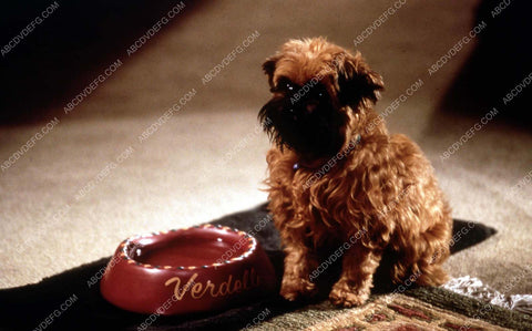 Verdelle the dog film As Good As It Gets 35m-13549