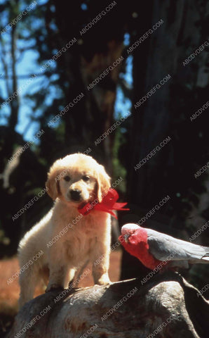 Napoleon the dog and Birdo film Napoleon 35m-13656