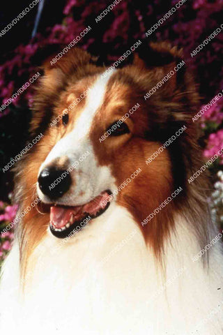 Lassie the dog TVM The Story of Lassie 35m-14483