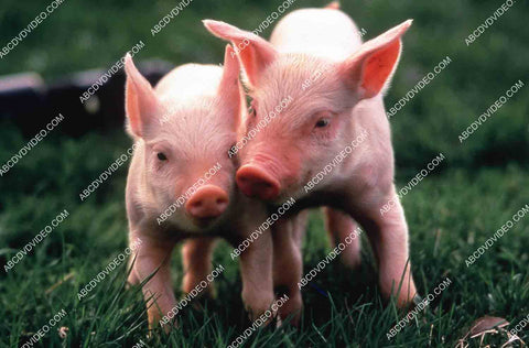 two baby pigletts Animal Planet documentary TV Twisted Tails Pigs 35m-15922