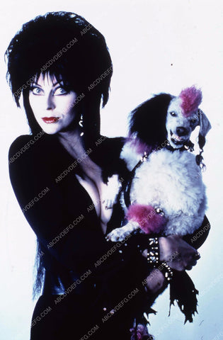 Elvira and her poodle dog film Elvira Mistress of the Dark 35m-3928