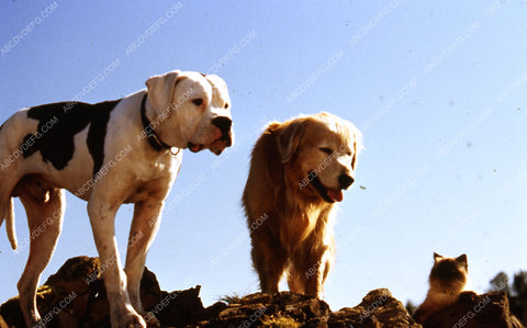 the dogs and the cat film Homeward Bound The Incredible Journey 35m-6986