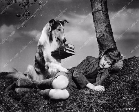 Roddy McDowall dreaming of homework Lassie Come Home 3724-14