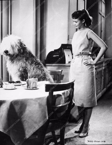 Roberta Shore in The Shaggy Dog 4297-02