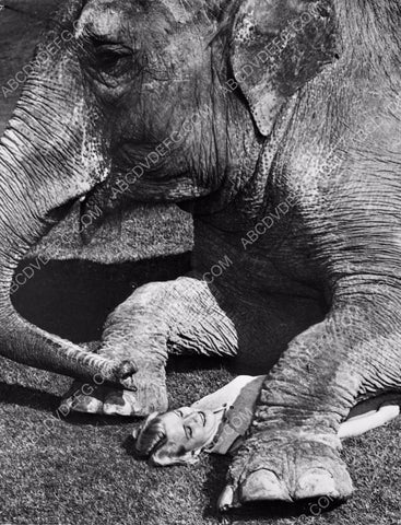 Universal Studios stunt girls rehearsing with elephant between takes 45bx02-21