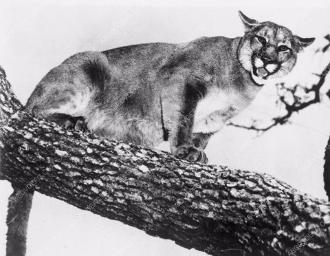 news photo animals mountain lion up in a tree 4b09-359