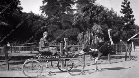historic Los Angeles Ostrich Farm across from Lincoln Park 4b09-427