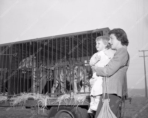 circus tigers get visitors as the circus comes to town 4b10-050