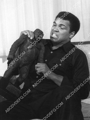 Muhammad Ali w toy gorilla on upcoming fight w Joe Frazier 8B11-399