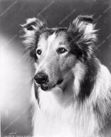 dog star Lassie portrait 8b03-473