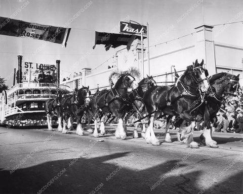 Pasadena Tourn of Roses Parade Clydesdale pull St Louis Riverboat float 8b6-785
