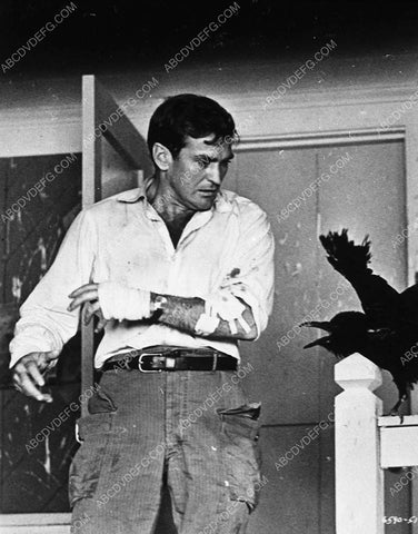 Rod Taylor film The Birds 9150-21