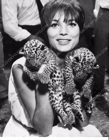 great pic Elsa Martinelli and two baby leopards cubs 8b20-0222