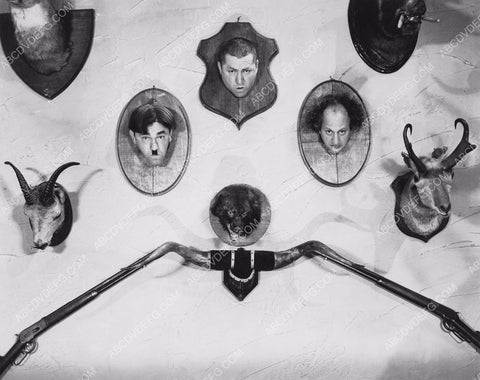 3 Stooges Moe Larry Curly as taxidermy heads on the wall 8b20-0717