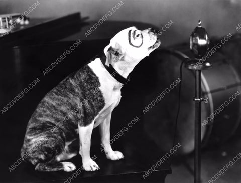 Our Gang Pete the dog barking into the microphone 8b20-11231