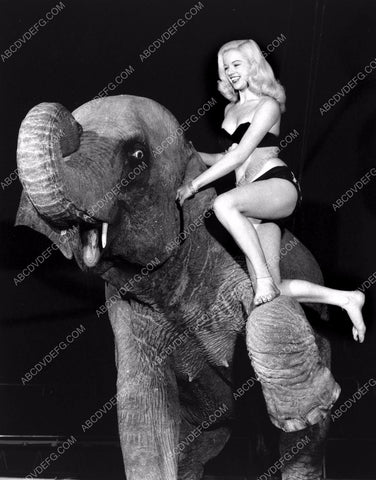 beautiful Diana Dors takes an elephant ride 8b20-13934