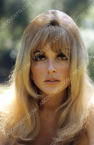 stunning beauty Sharon Tate portrait 8b20-1499