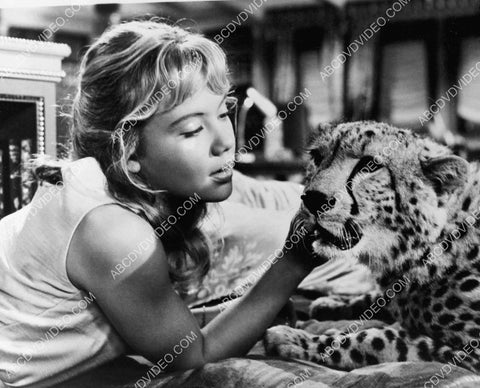 Hayley Mills petting a leopard 8b20-18104