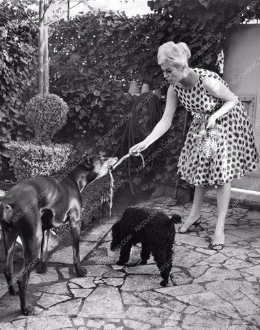 candid photo Anita Ekberg plays with her dogs at home 8b20-2187