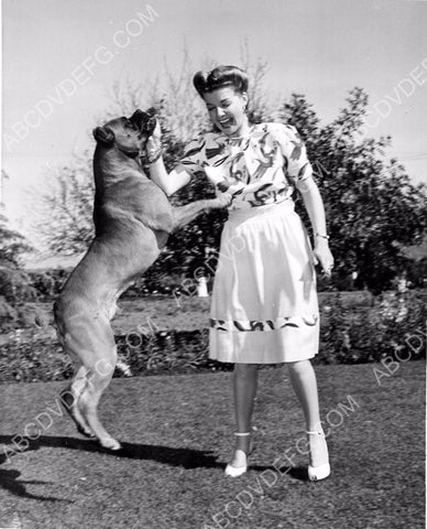 candid photo Ann Sheridan playing with her boxer dog 8b20-2423