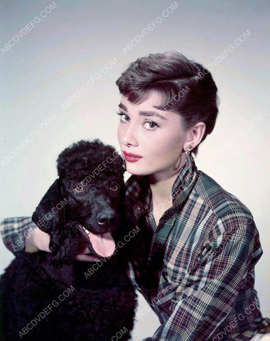 beautiful Audrey Hepburn and her poodle dog 8b20-4546