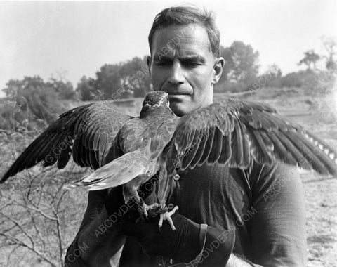 Charlton Heston and a hunting bird of prey 8b20-7071