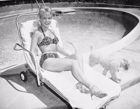 Barbara Eden in leopard bikini by the pool w her poodle dog dp-8594