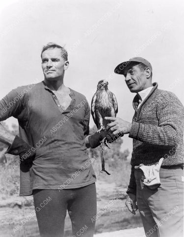 Charlton Heston w a hunting falcon 8b20-9052