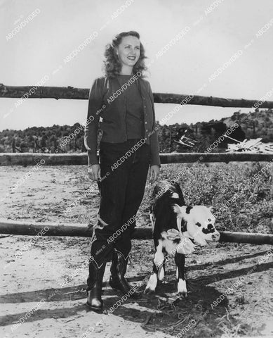 crp-086 Barbara Britton w a little calf on location in Sedona Az film Gunfighters crp-086