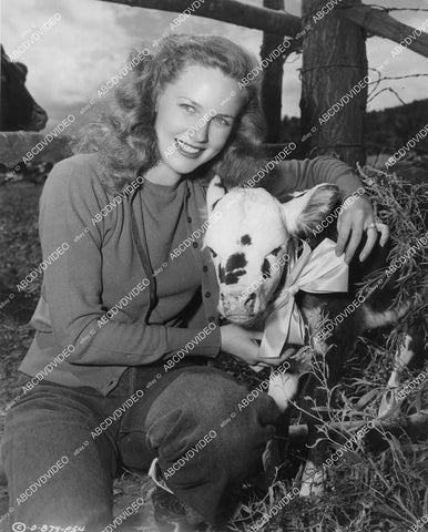 crp-00093 Barbara Britton w a little calf on location in Sedona Az film Gunfighters crp-00093