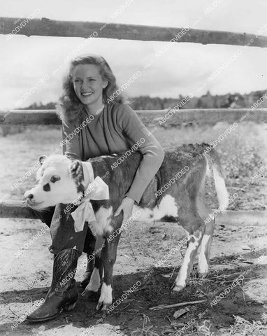 crp-00095 Barbara Britton w a little calf on location in Sedona Az film Gunfighters crp-00095