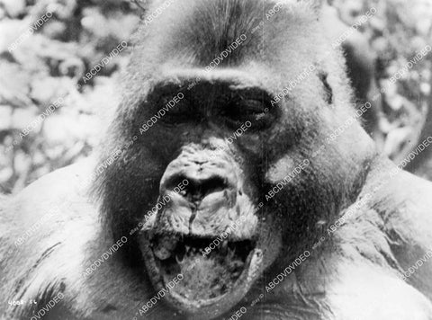 crp-10199 1955 genuine gorilla wildlife film African Manhunt crp-10199