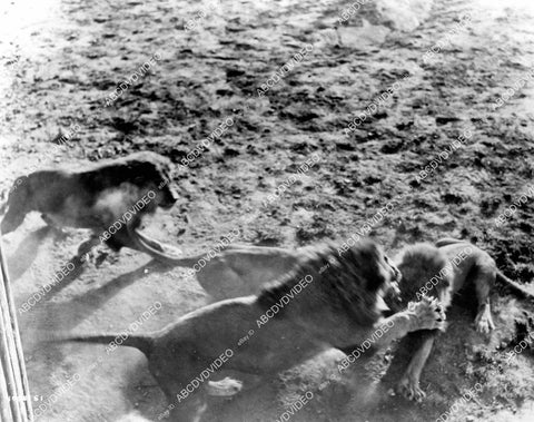 crp-10203 1955 genuine lions wildlife film African Manhunt crp-10203