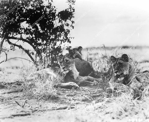 crp-10204 1955 genuine lions wildlife film African Manhunt crp-10204