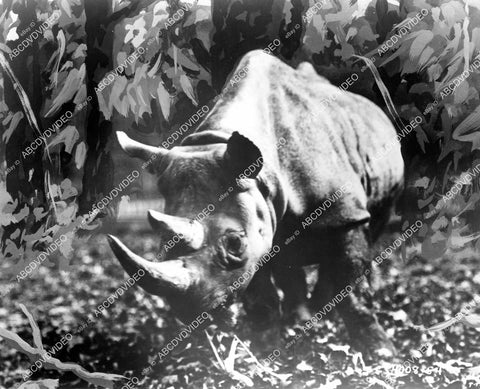 crp-10205 1955 genuine rhinoceros wildlife film African Manhunt crp-10205