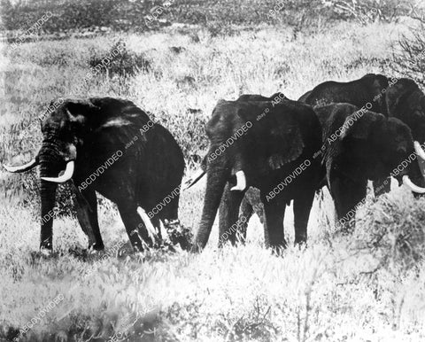 crp-10211 1955 genuine elephants wildlife film African Manhunt crp-10211